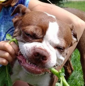 Meet your Posher, Paige